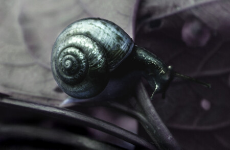 Die Schnecke