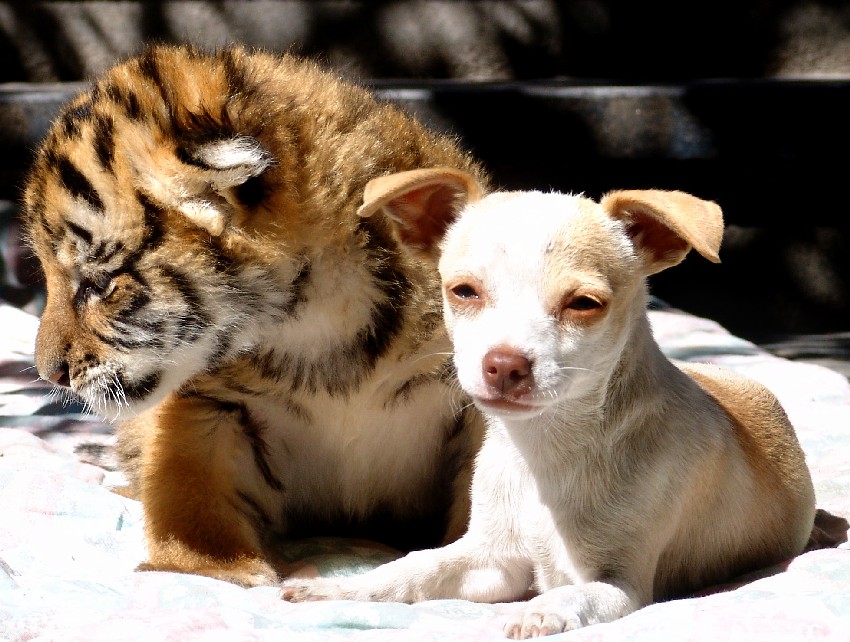 my little friend 3