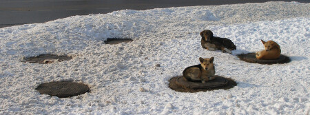 Street dogs.