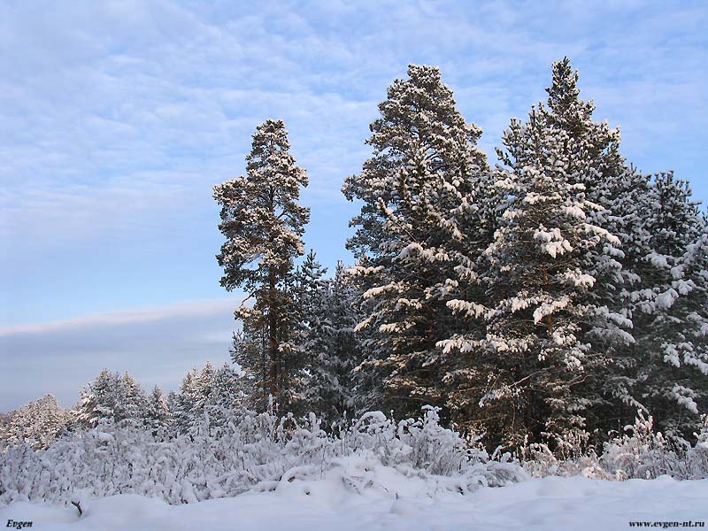Зимний лес.