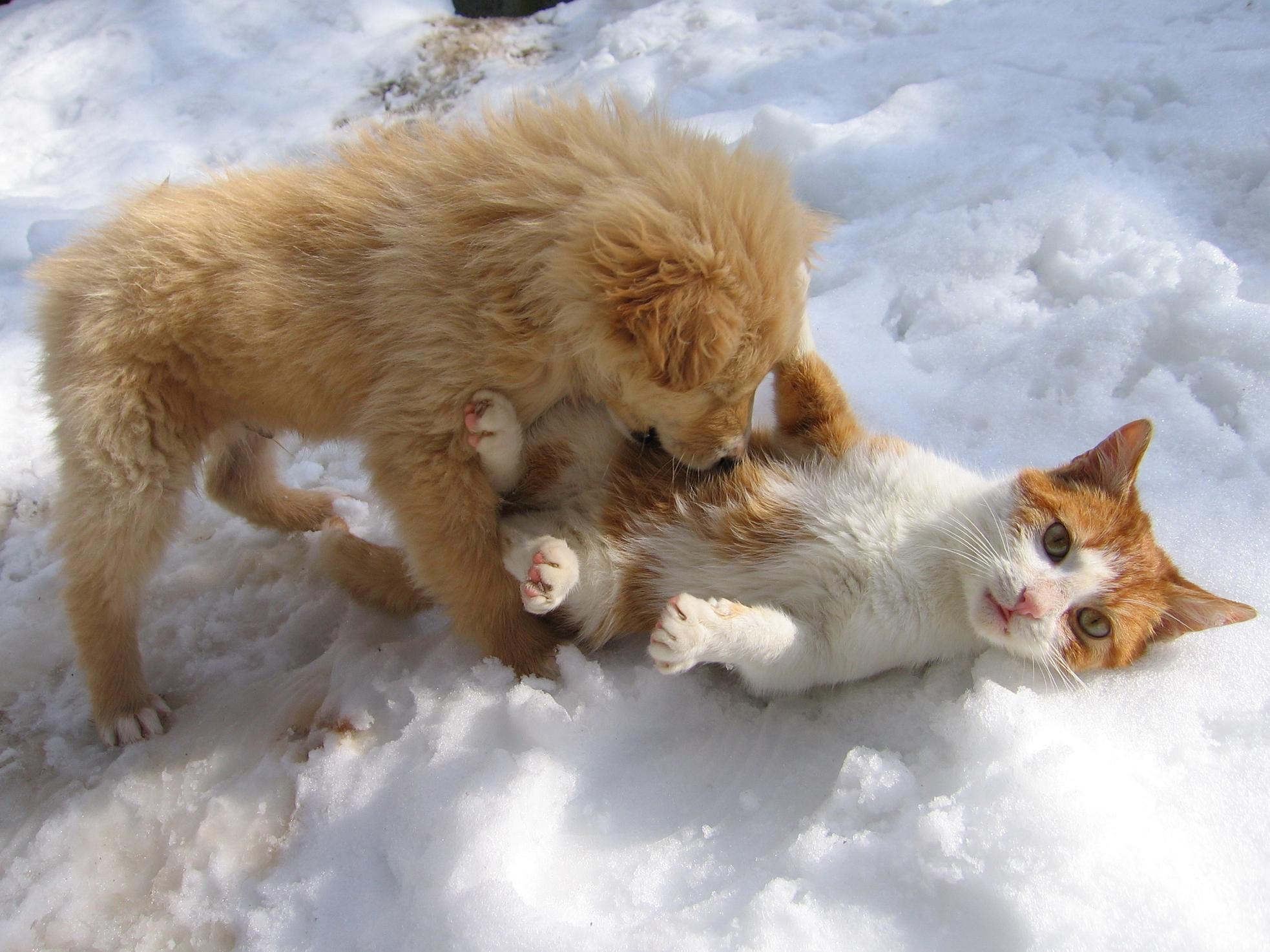 КотаПёсы