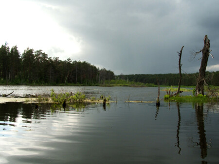 Леса заливные