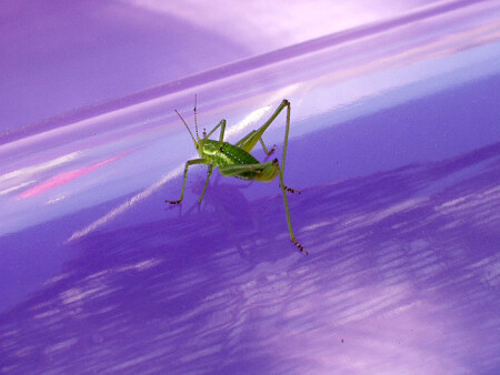 Солнечные ванны или кузнечик тоже &amp;quot;человек&amp;quot;, без матраса НИКАК !!!