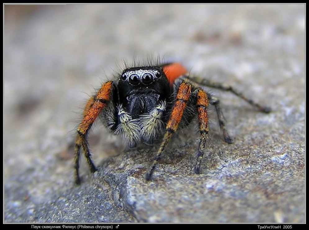 Паук-скакунчик Philaeus chrysops, самец 