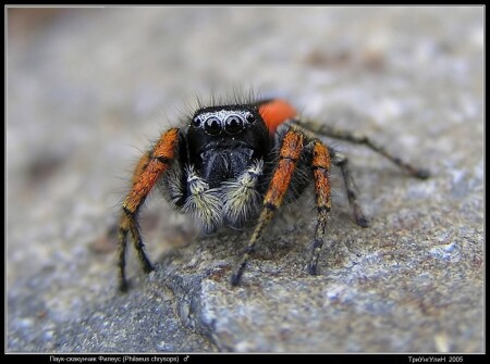 Паук-скакунчик Philaeus chrysops, самец