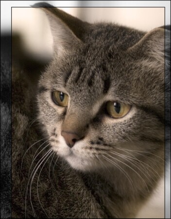 Надулась кошечка изрядно, взгляд устремляла в пустоту...