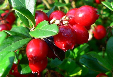 северный виноград