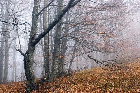 Про осень.