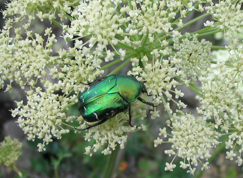 Bug