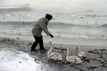 Милосердие