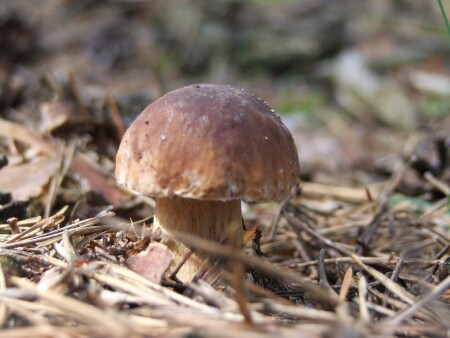 Гриб-одиночка