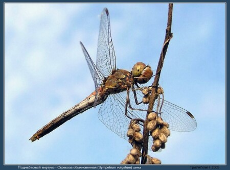 Поднебесный виртуоз (Sympetrum vulgatum)