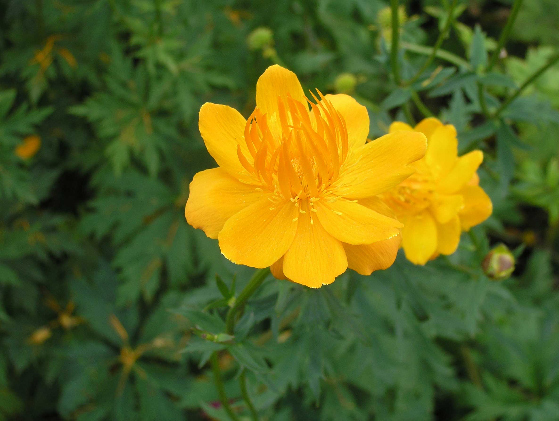 Flower 