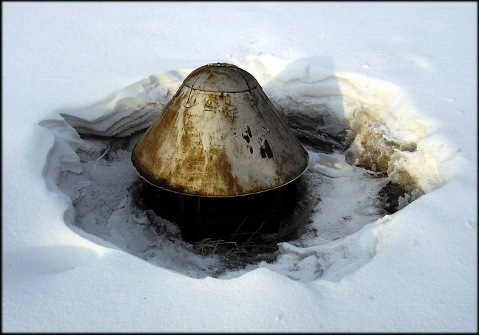 Городской подснежник