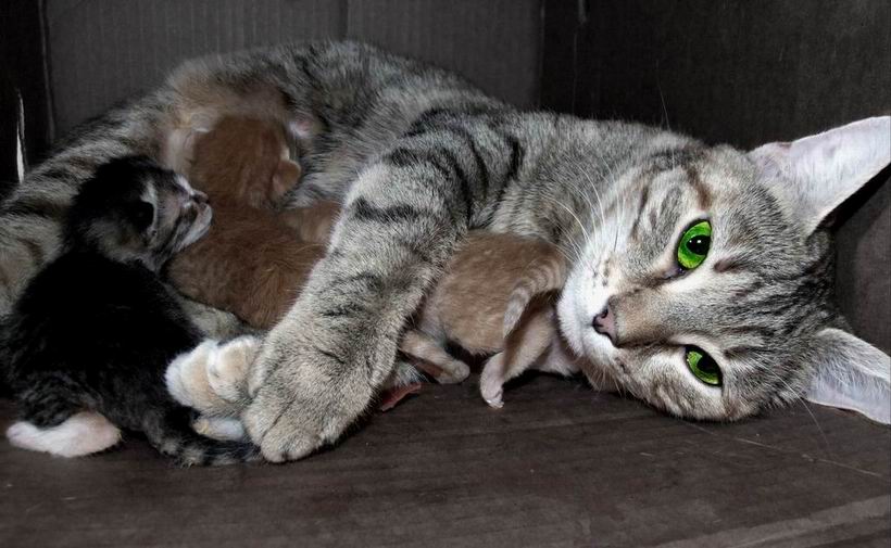 Кошкин дом