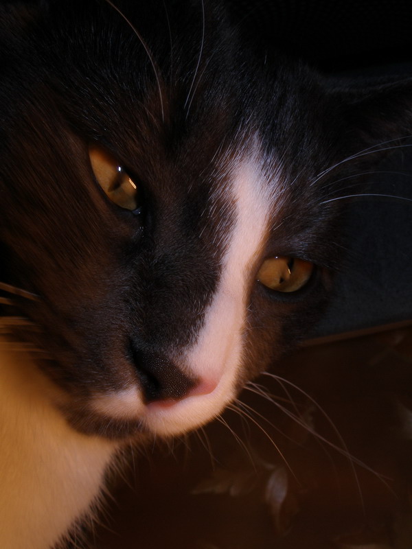 КОТ