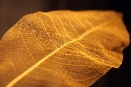 Лабиринты эволюции