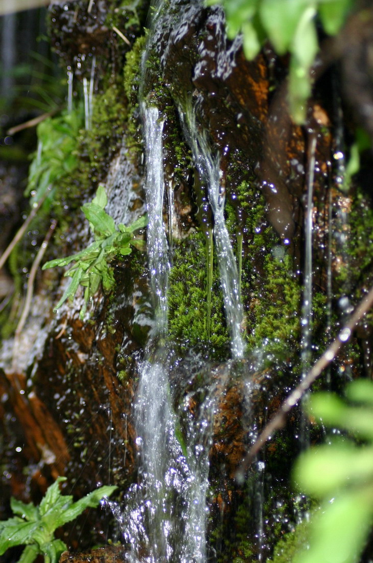 живая водица