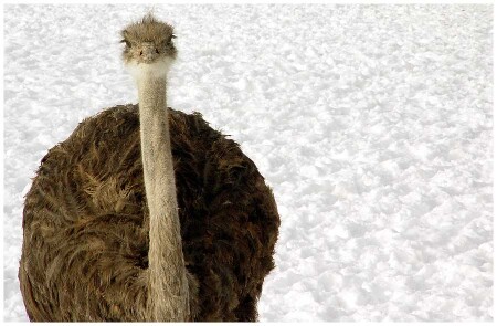 Белое безмолвие