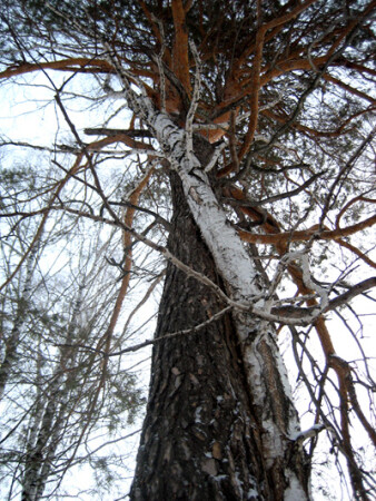 деревянная любовь