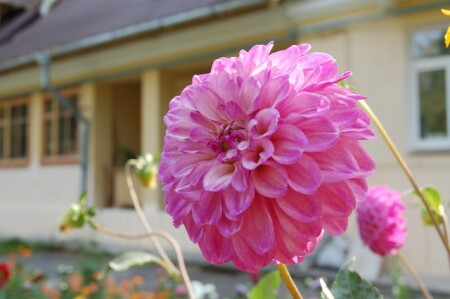 Георгин розовый