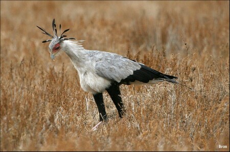 ПТИЦА СЕКРЕТАРЬ (или секретарша) sekretary bird sagittarus serpentarius.