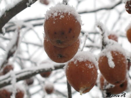 Зимний этюд...