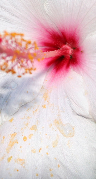 pink and white