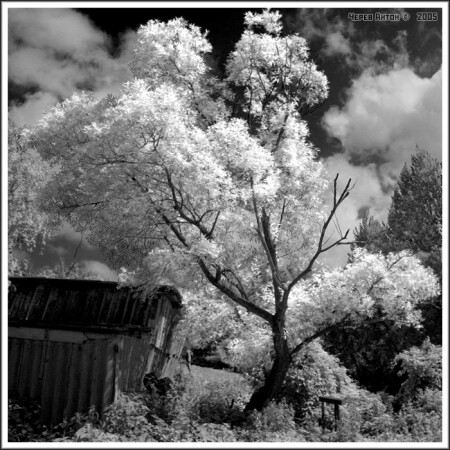 Инфракрасный пейзаж в квадрате