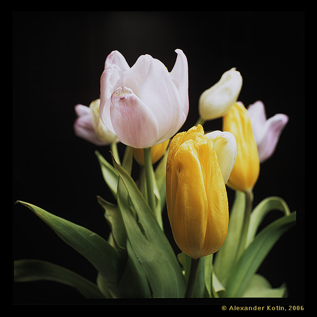 Tulips