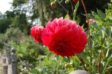 Георгин красный