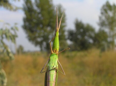 Влюбленный кузнечик