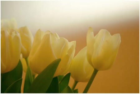 tulips
