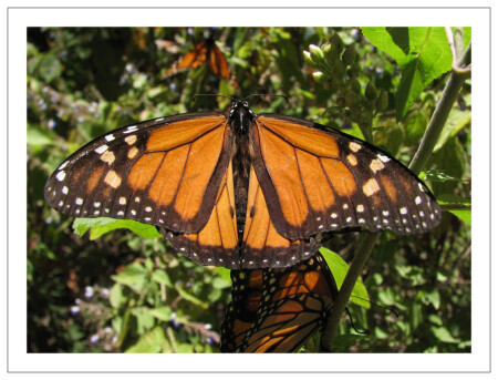 Похождения энтомолога