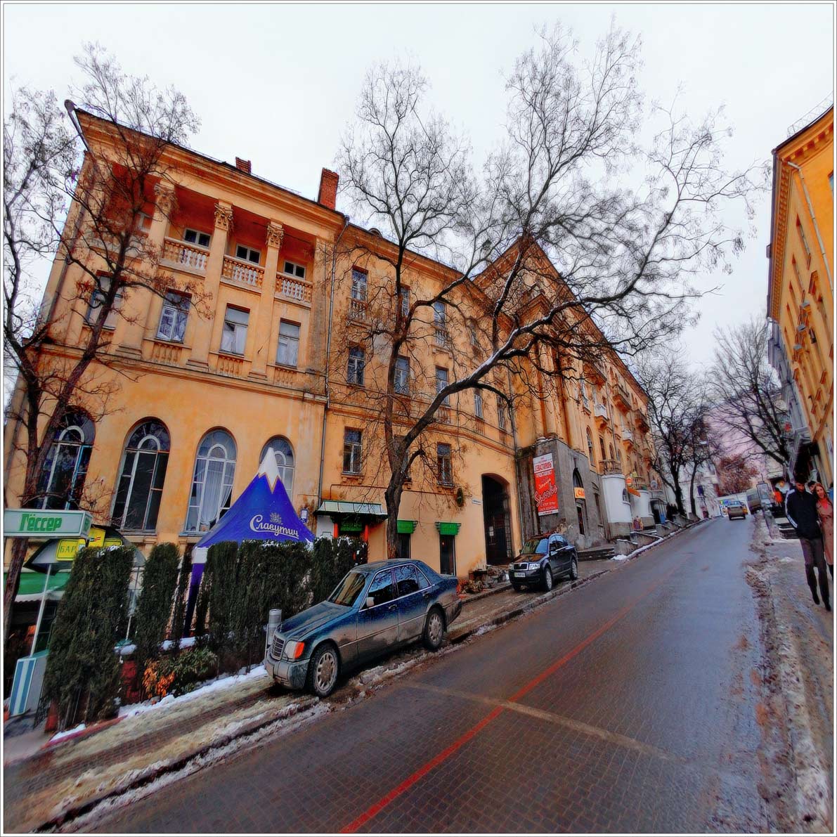 Софора Японская в Архитектуре