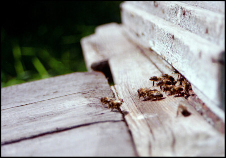 Bee airport