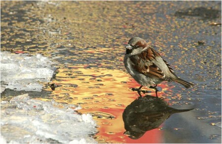 Ожидая Весну
