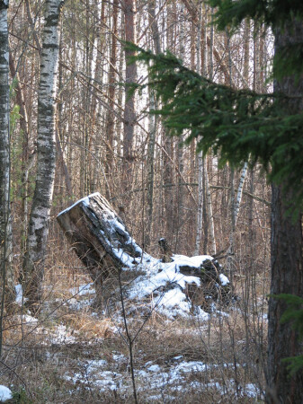 леший пробуждается...Пришла весна...!