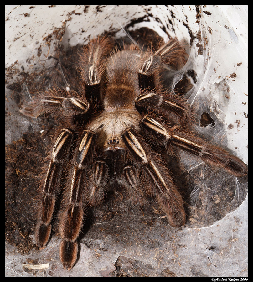 Ephebopus murinus.