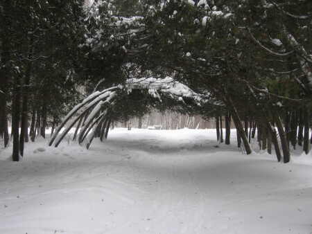 Ботанический 