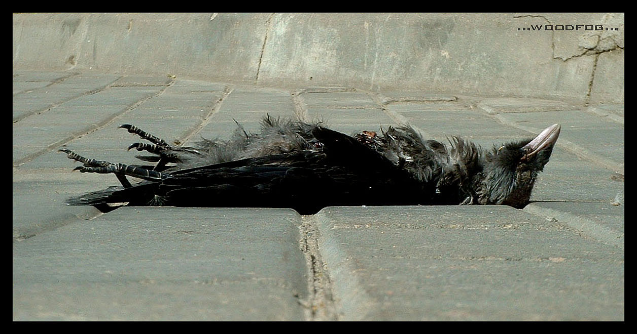 ...Death Death...