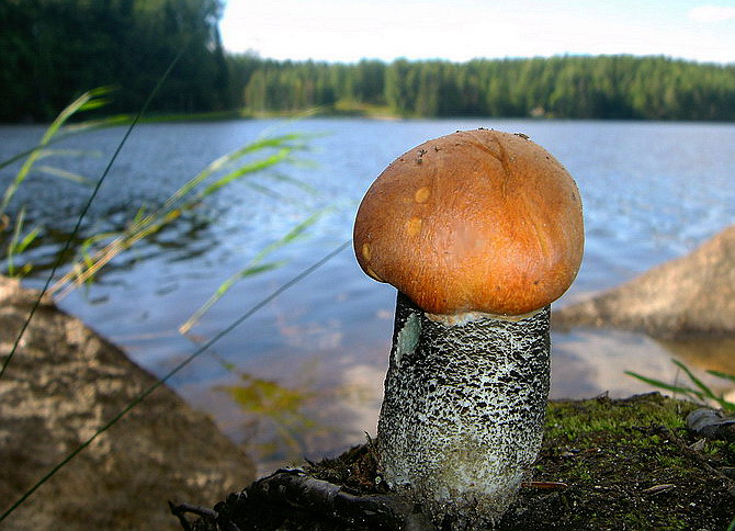 На берегу лесного озера