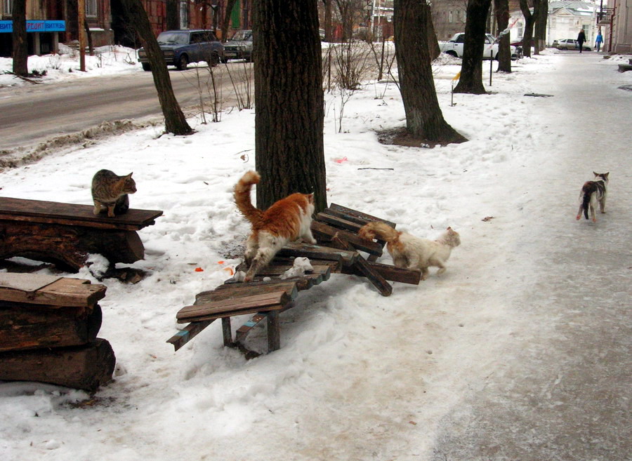 Погоня