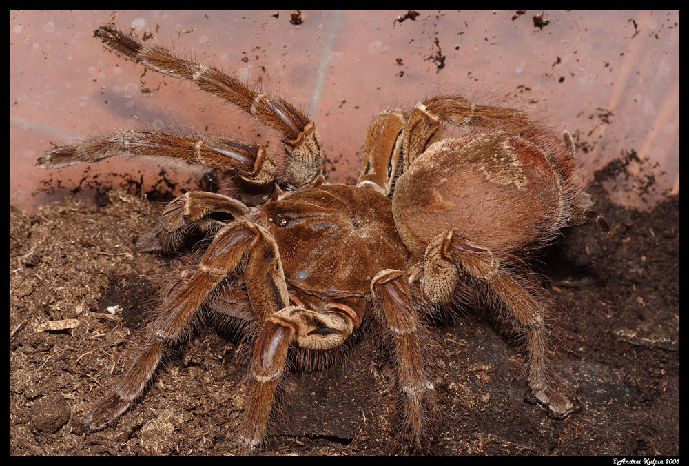 Teraphosa blondi