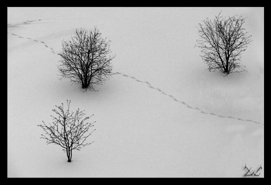 3tree37