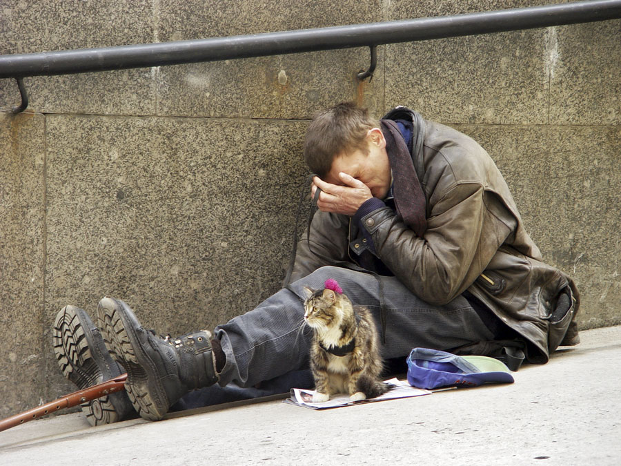 Street cat.