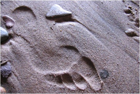 -= BigFoot =-