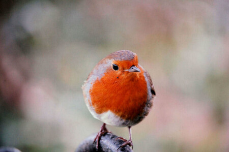 Любопытная птичка