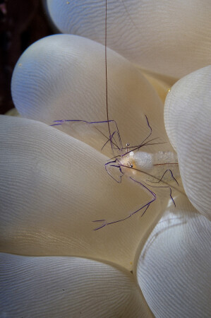 Bubble Coral Shrimp