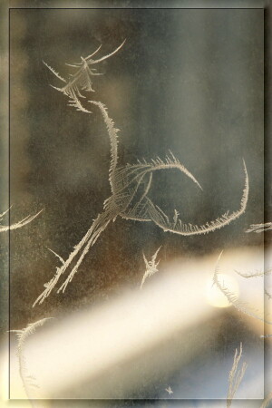 Снежая птичка